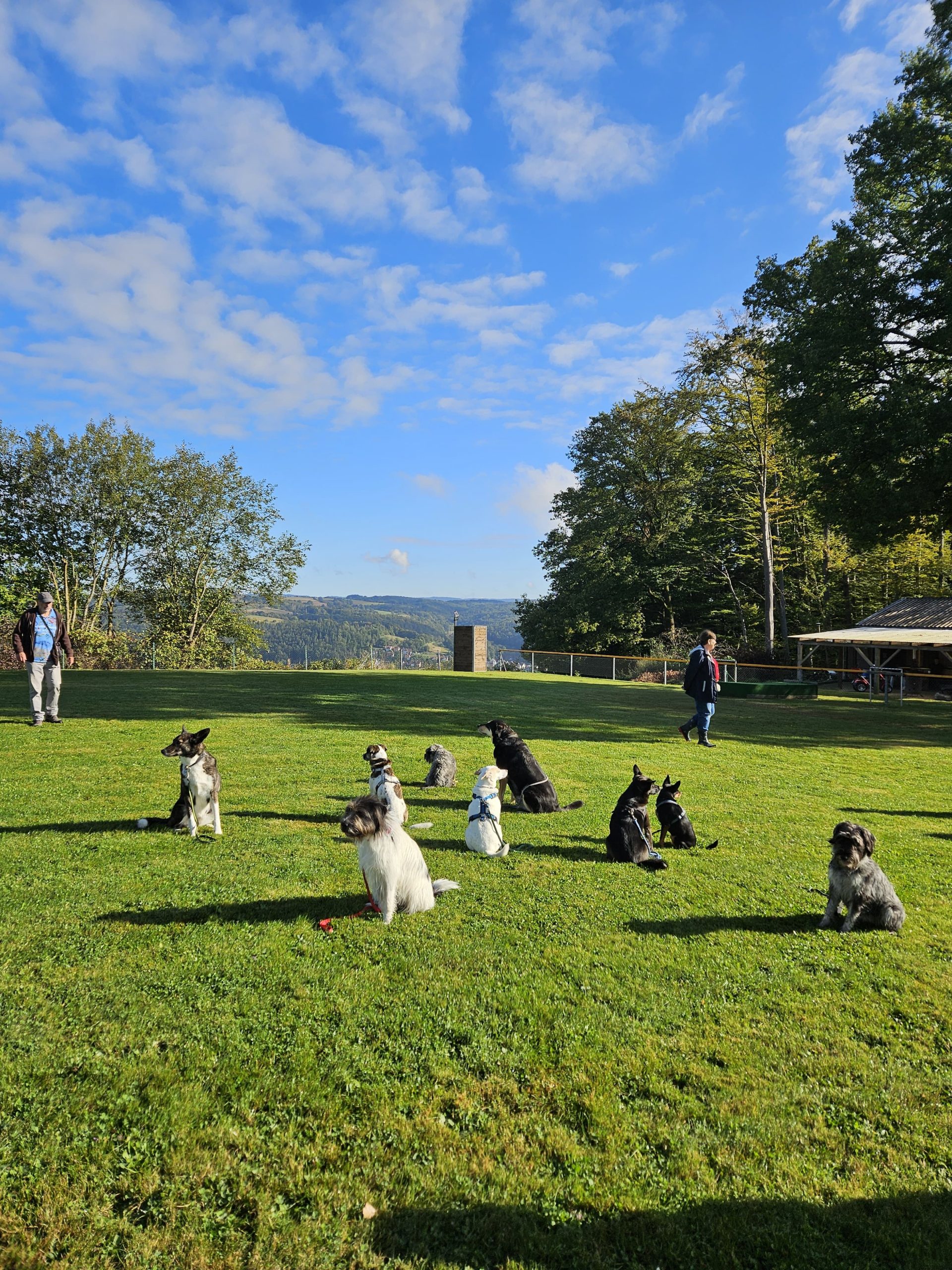 Hunde sitzen auf dem Sportplatz ruhig nebeneinander