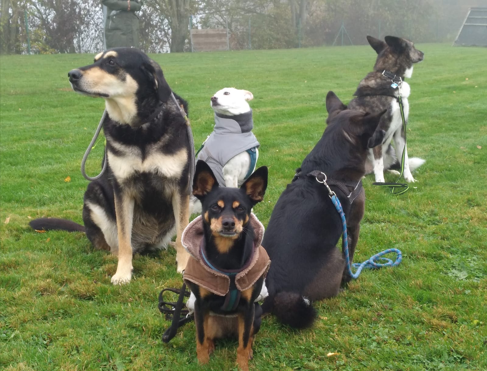 Hunde sitzen eng im Kreis auf dem Sportplatz